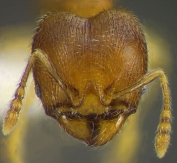 Media type: image;   Entomology 34165 Aspect: head frontal view